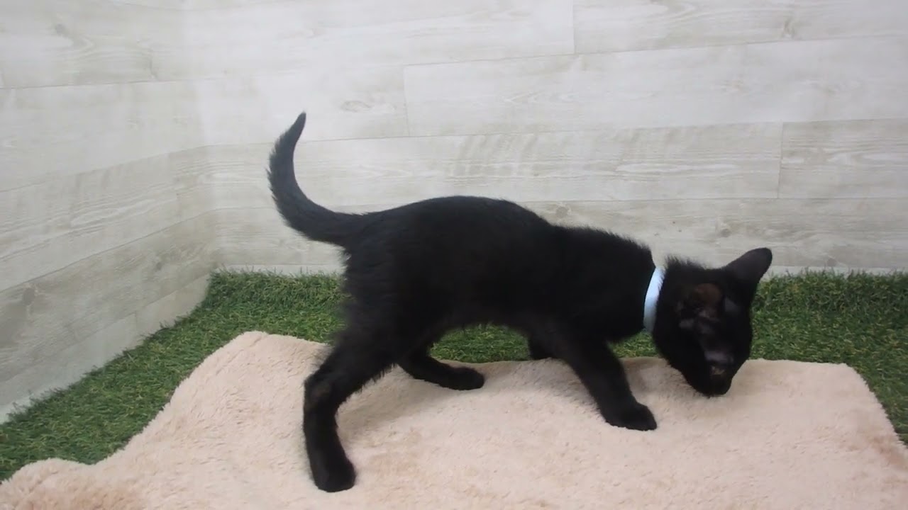 Coo&RIKU　No00590446 ボンベイ