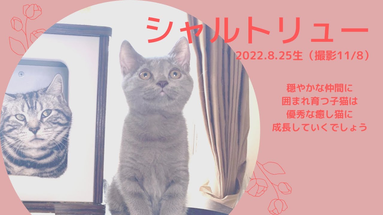 【シャルトリュー子猫】2022.8.25生まれ女の子のご紹介です