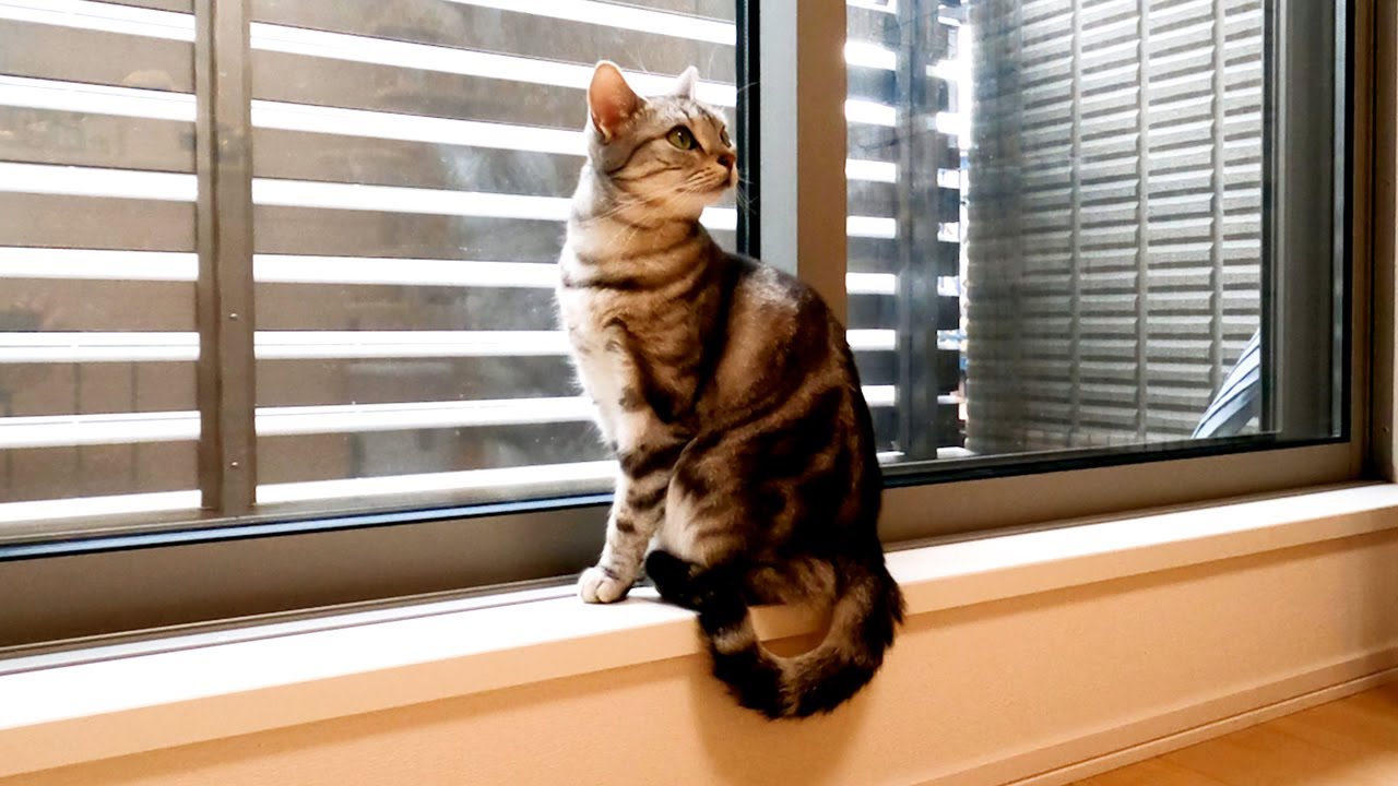 ポーズが綺麗すぎる猫はこちら【アメリカンショートヘアー】