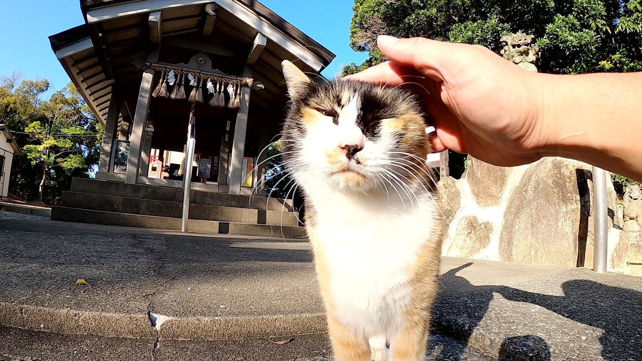 【看板猫】神社に行ったら可愛い三毛猫が一緒にお参りをしてくれた