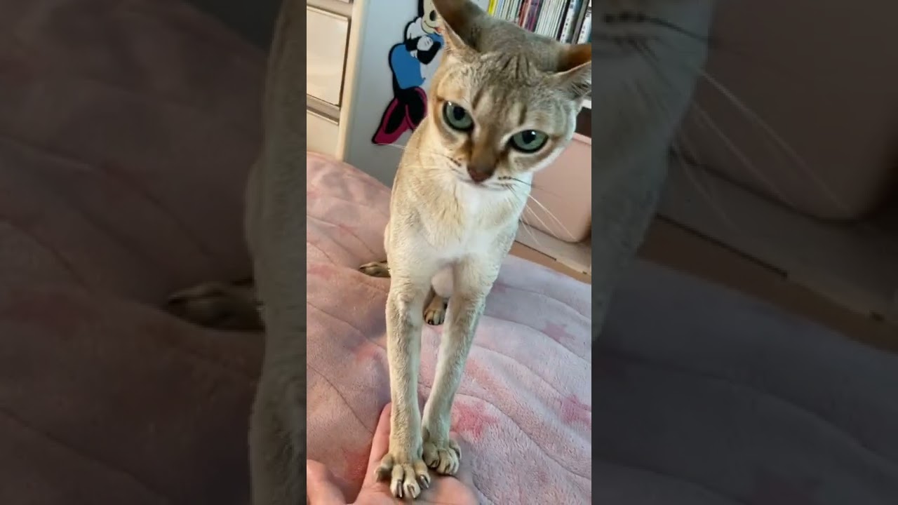 飼い猫に飼い主しばかれる ツンデレシンガプーラ