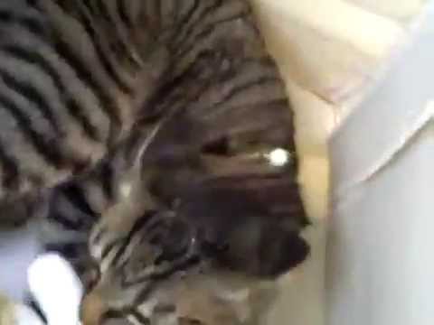 【子猫編】熊を襲う子猫