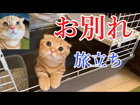 悲しい別れから自由への旅立ち【短足マンチカン ひな子】