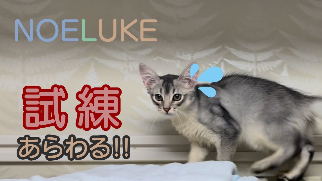 【ソマリ】子猫がお姉ちゃんのマネをした結果
