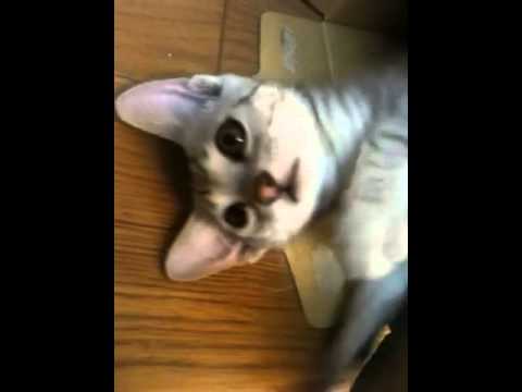 エジプシャンマウ子猫 ダンボール大好き