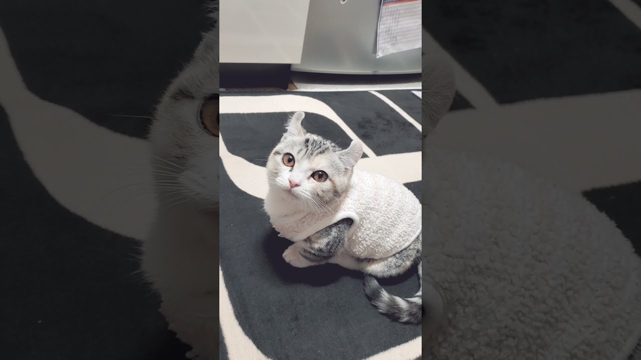 [子猫] (短足マンチカン×アメリカンカール)キンカロー~ニャーニャー ! 可愛い鳴き声でおねだりする子猫です  #S7