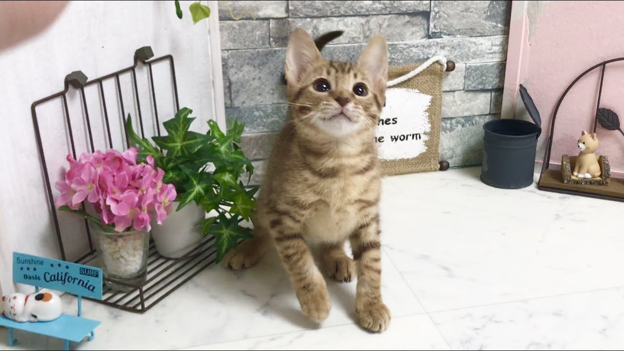 【ナナハチ’s ROOM】オシキャット  の女の子③ 20190414