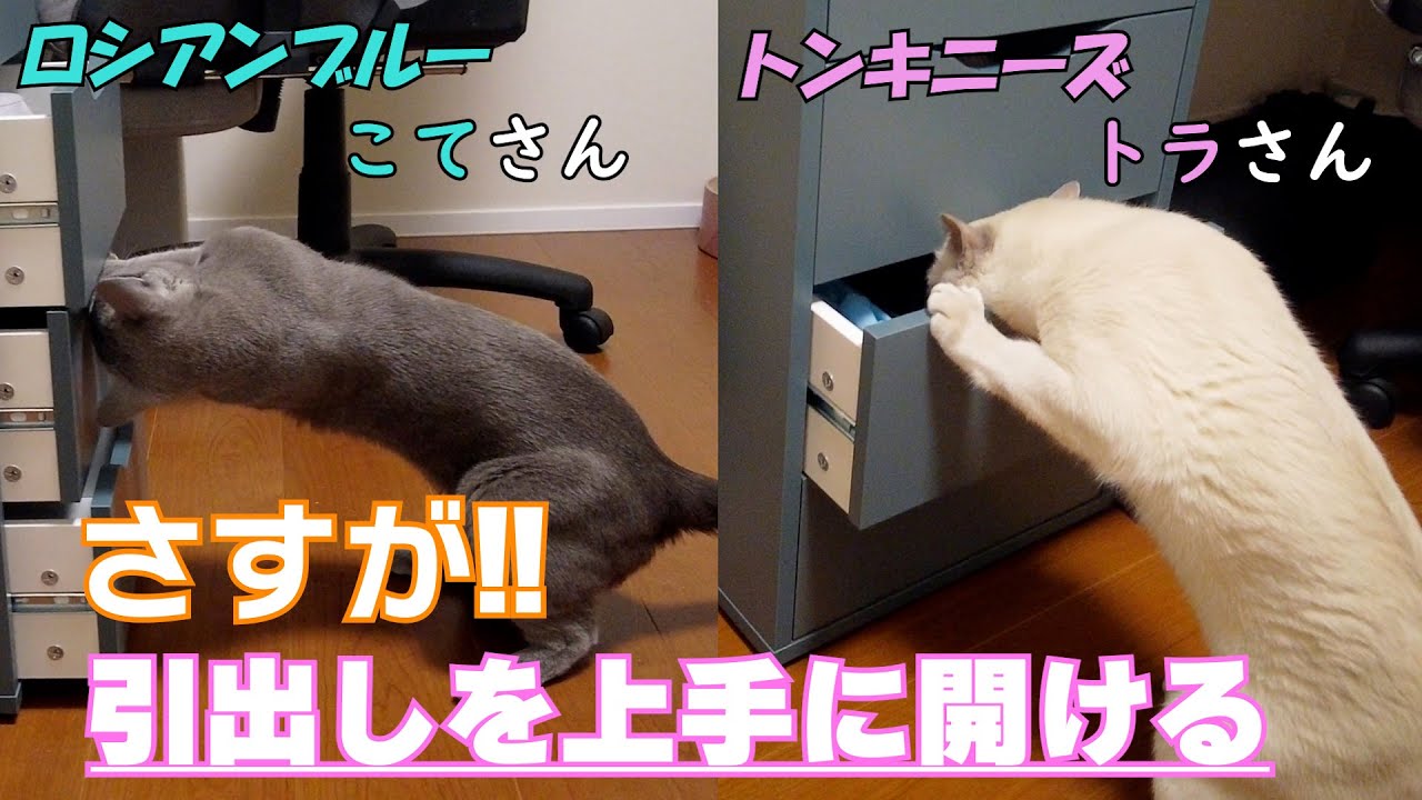 【知能高い】【ロシアンブルー×トンキニーズ】教えなくとも開けれます（＃102）