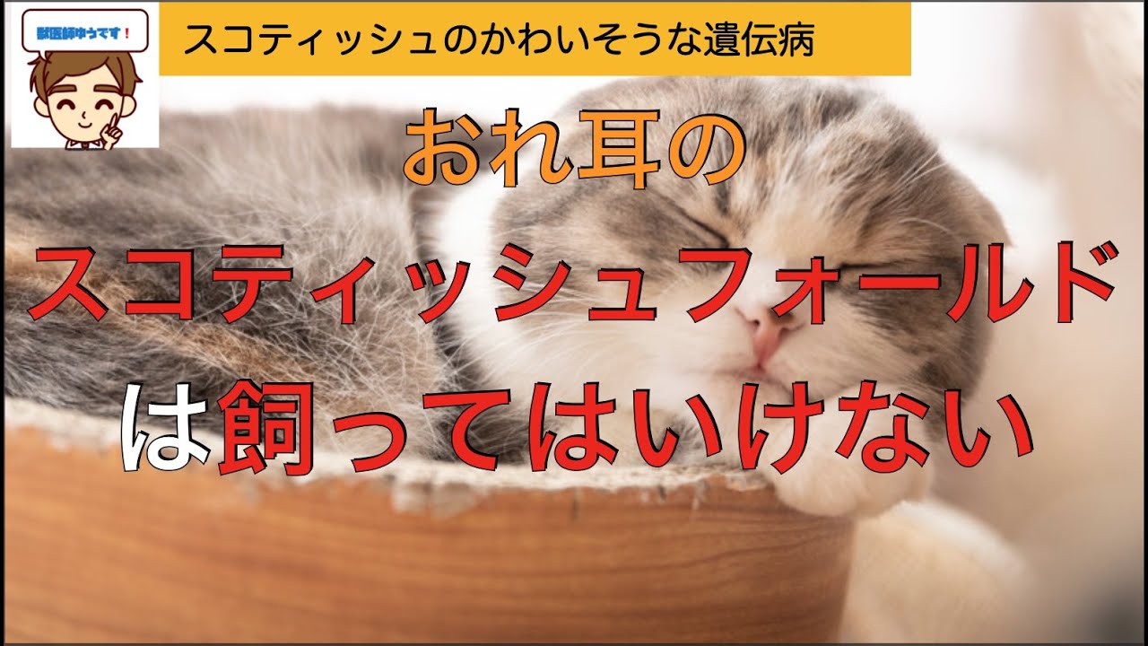 おれ耳のスコティッシュフォールドを飼ってはいけない、かわいそうな理由4選　〜骨軟骨異形成症という遺伝病〜【獣医師がやさしく解説】