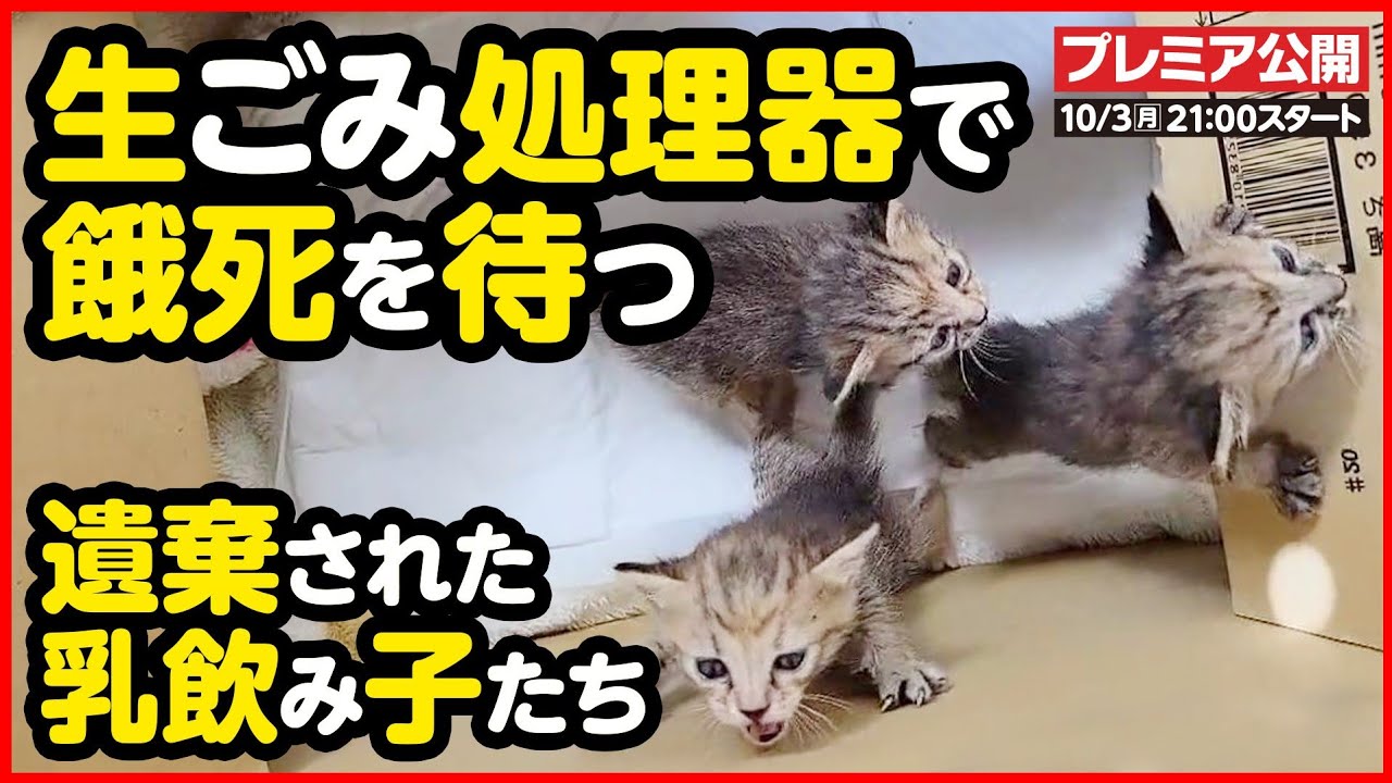 【子猫保護】生ごみ処理容器の中で餓死させられそうになっていた子猫を保護しました