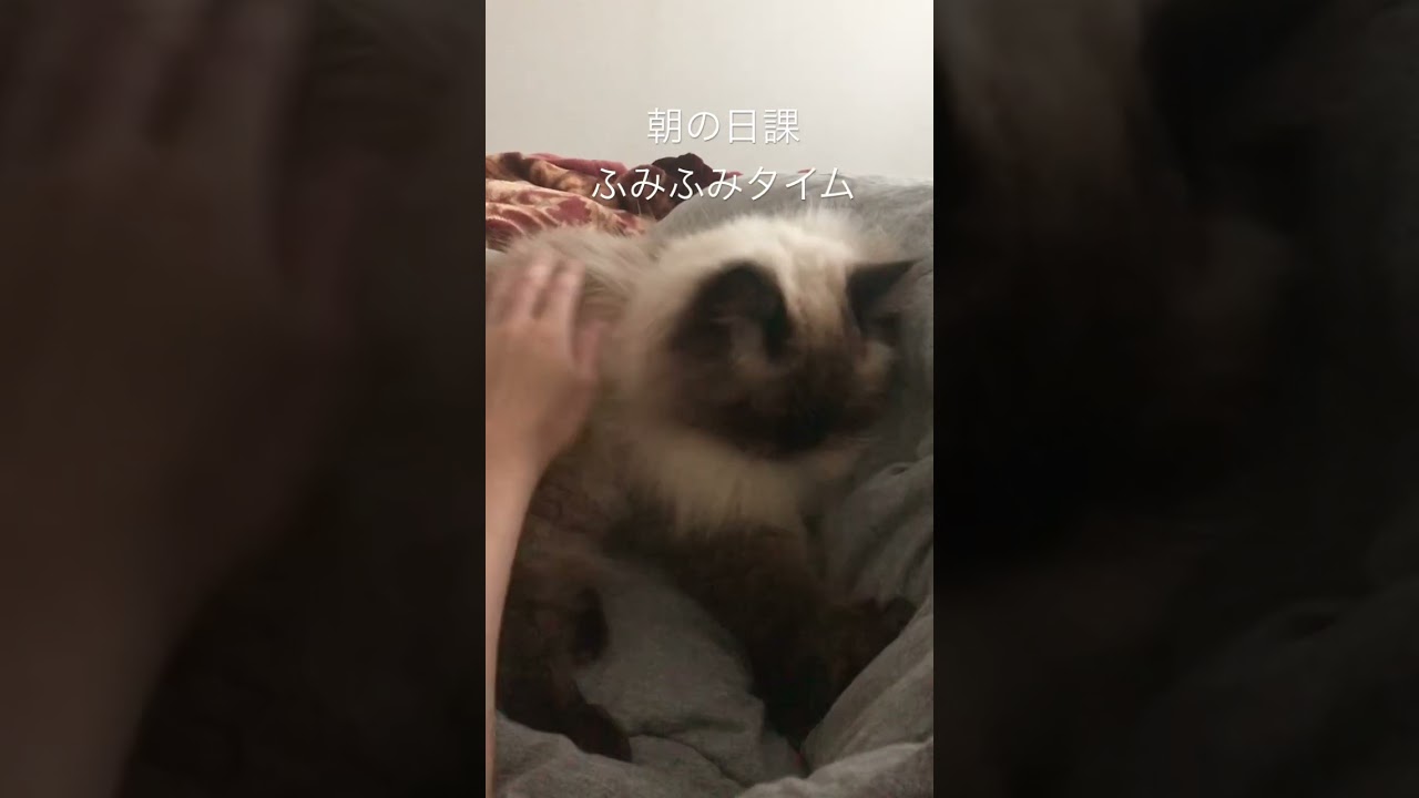 【ヒマラヤン】寝起きにふみふみする猫【甘えん坊】