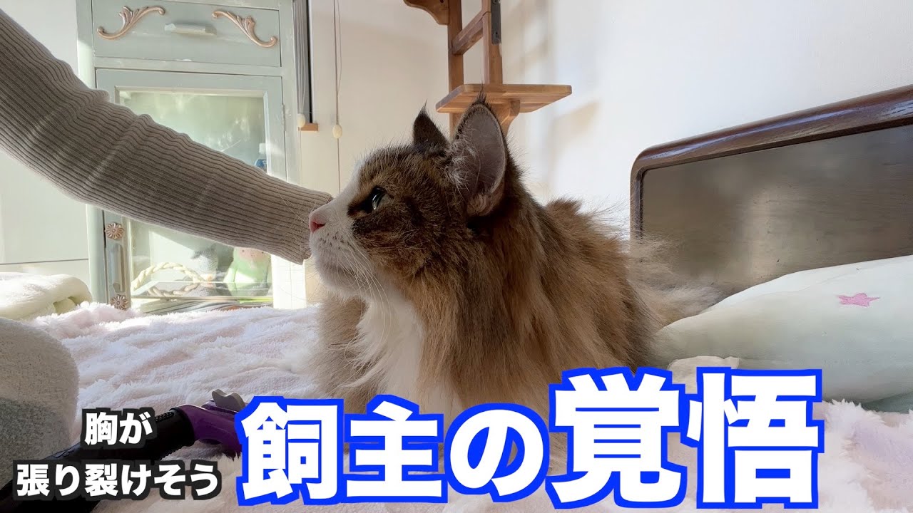 【飼主の覚悟】愛猫への想いと揺れ動く覚悟。ノルウェージャンフォレストキャット5匹と暮らす