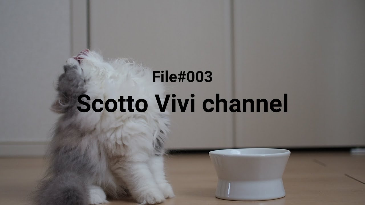 File#003～ビビちゃんのご飯タイム～【スコティッシュフォールド】