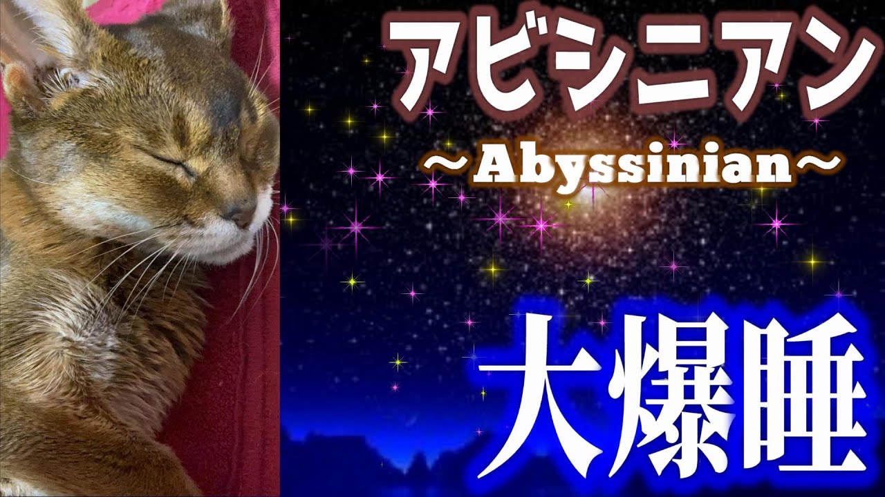 【アビシニアン】21才  #StayHome and Let`s sleep a cat Abyssinian #WithMe  【 #家で一緒に猫と寝よう】