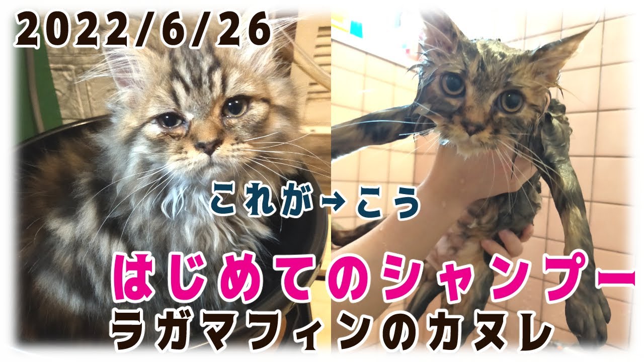 【20220626】はじめてのシャンプー【猫・ラガマフィン】