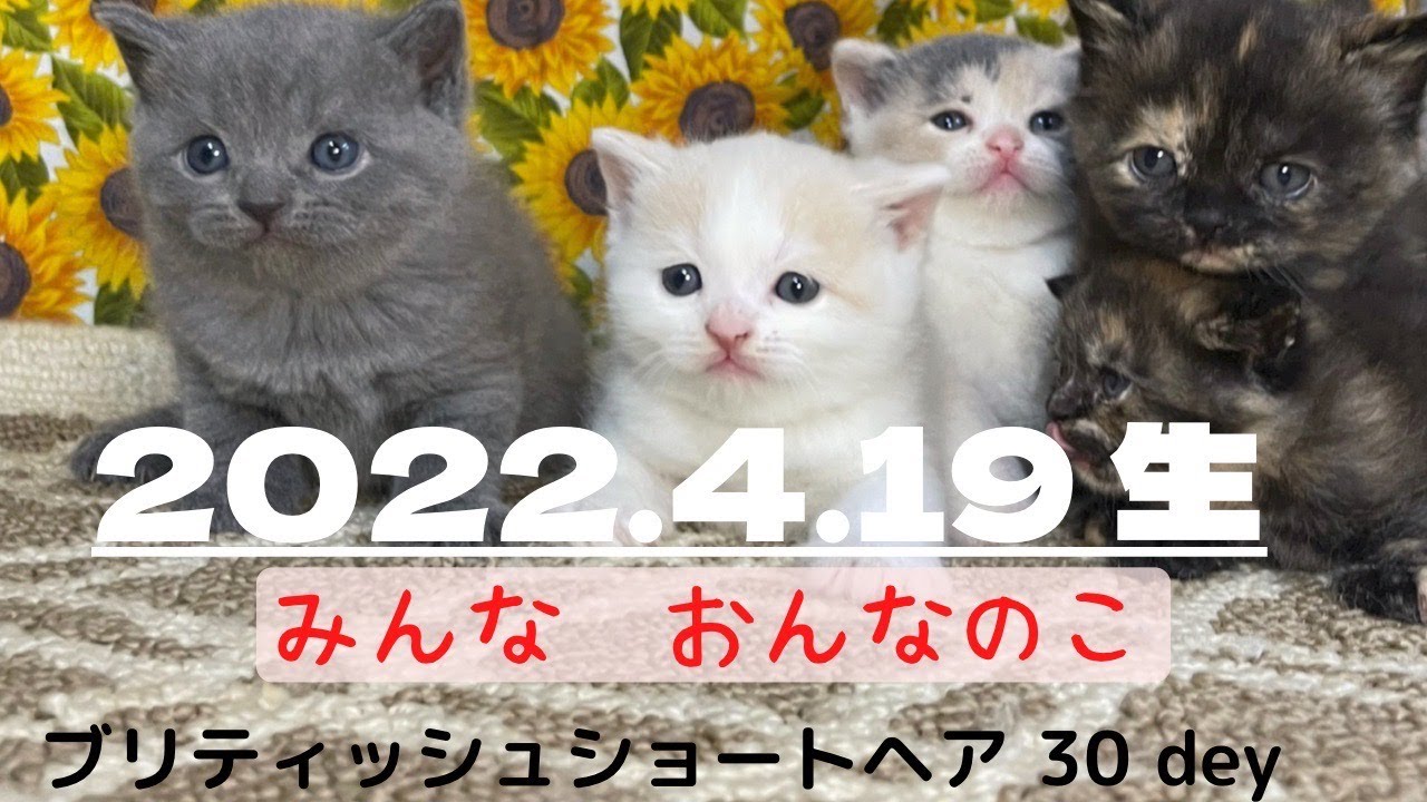 【ブリティッシュショートヘア子猫】5人姉妹みんな一緒に！あのおチビちゃんも元気にしています！