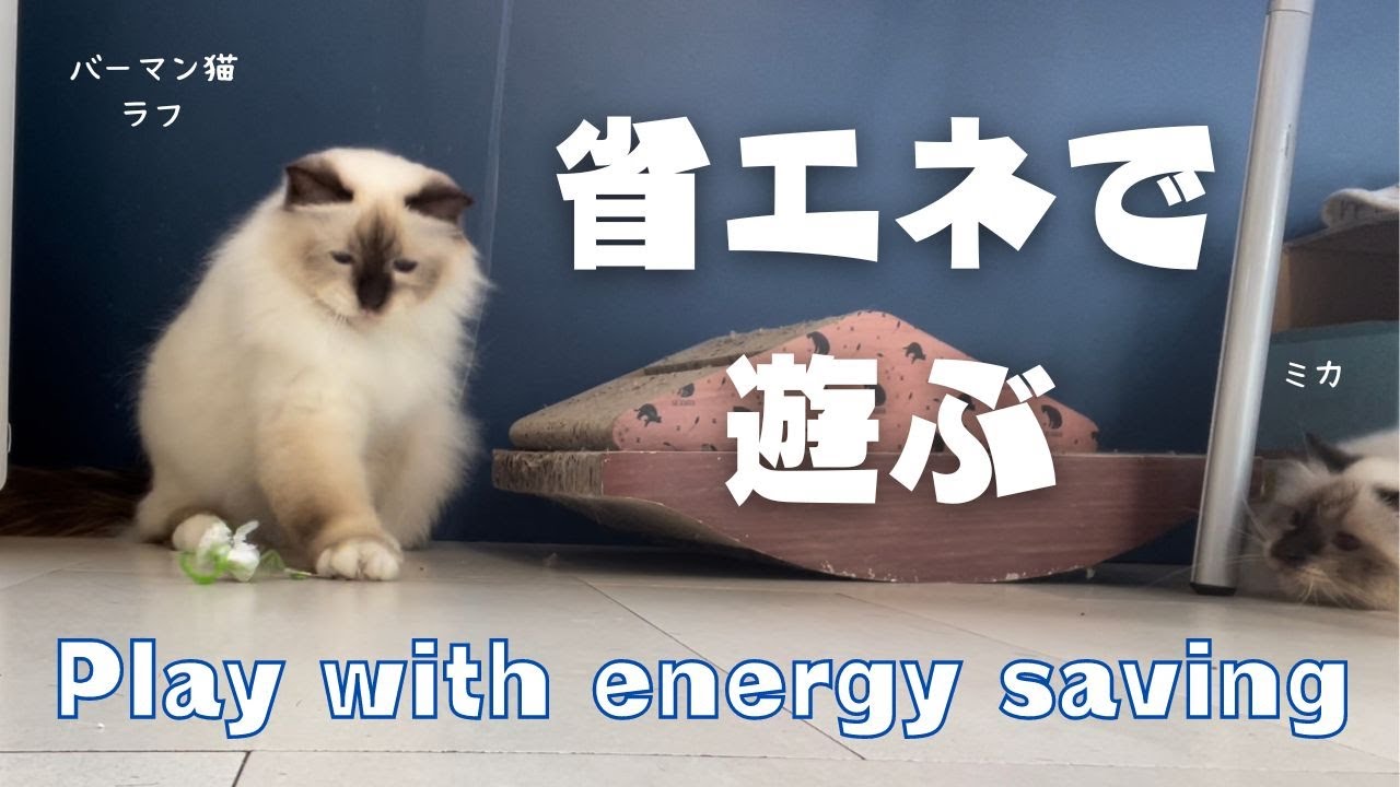 バーマン猫ラフとミカ【省エネで遊ぶ】Play with energy saving（バーマン猫）Birman/Cat