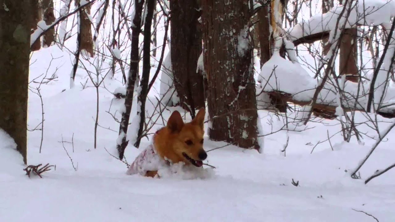 ★20141231　戸隠スキー場　スノーシュー②