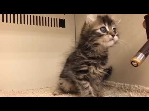 アメリカンカール.♂.2021.7/26生まれ