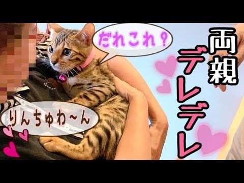 ベンガル猫5匹が実家の両親に会うとこうなります
