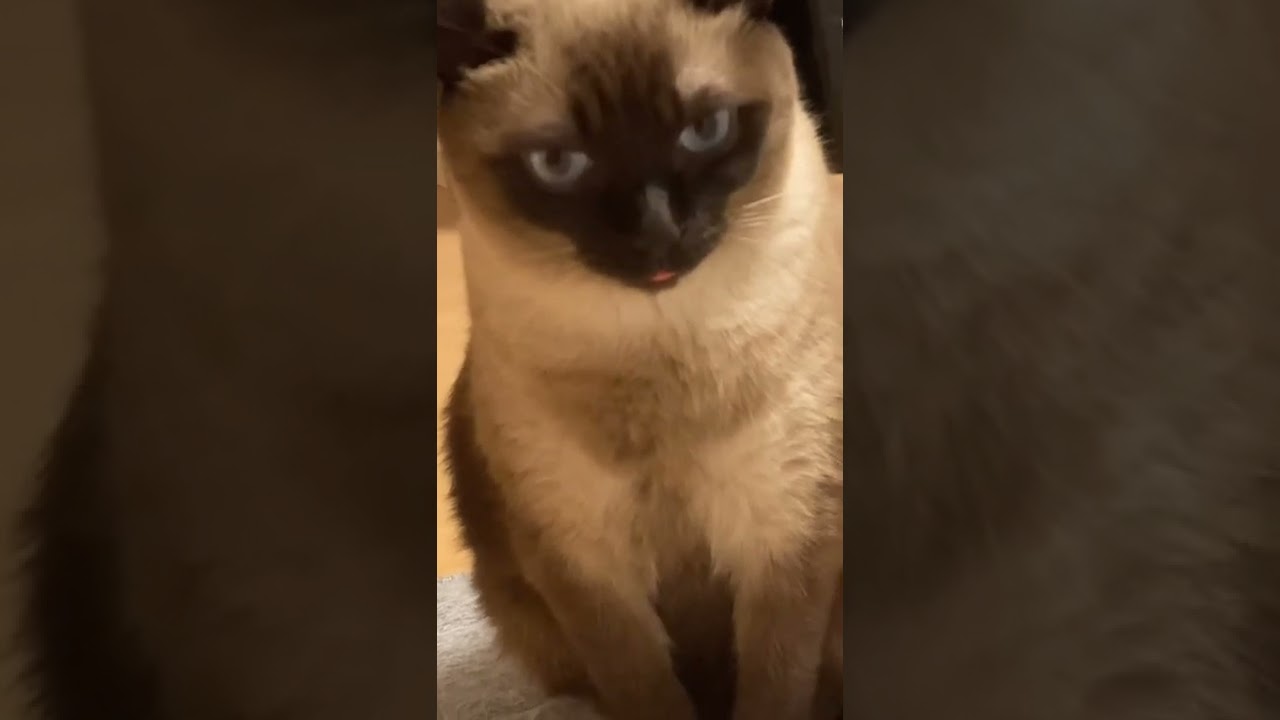 舌をちょこっとだけ出してる猫が可愛い