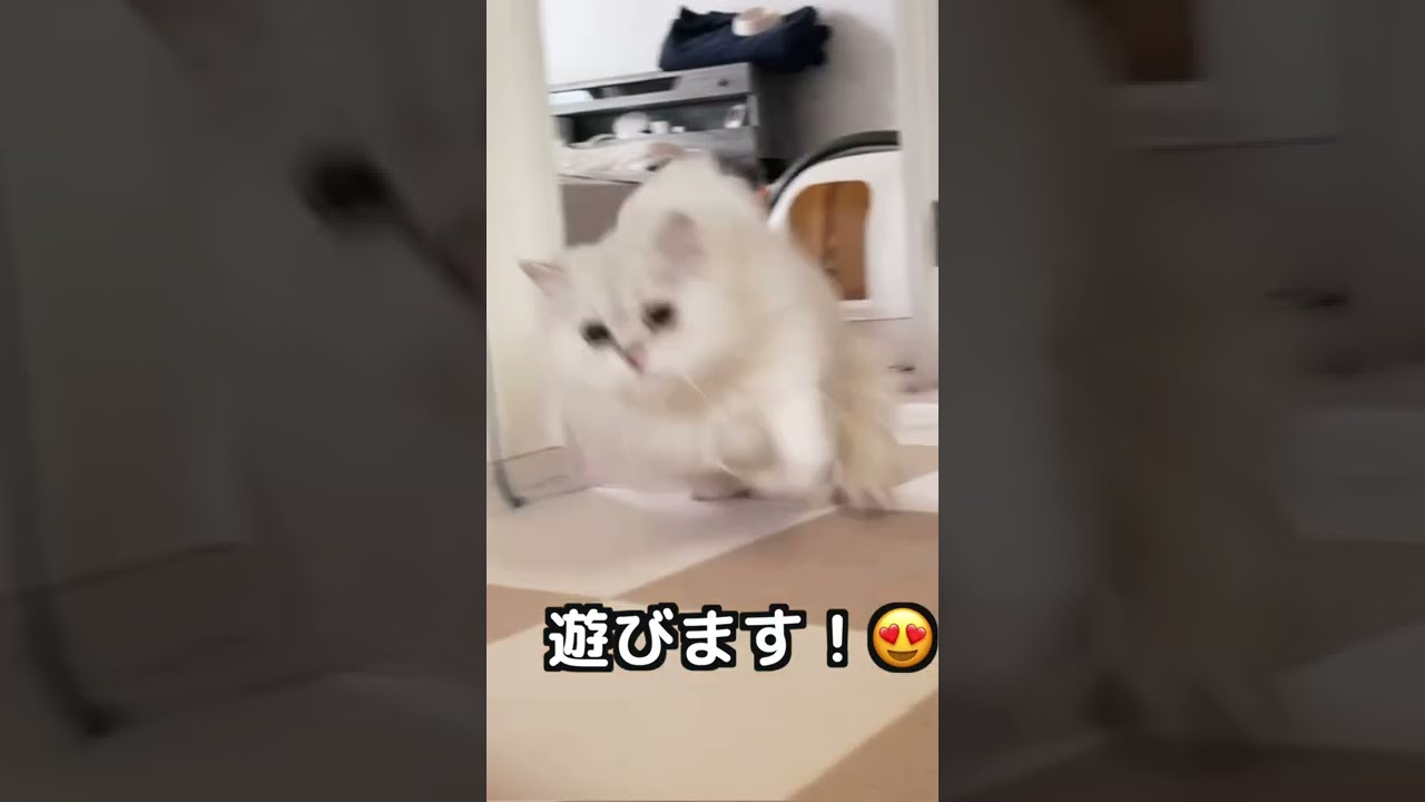 【ペルシャ猫】ジョイントマットの猫迷路でアクティブ猫に変身！?#shorts