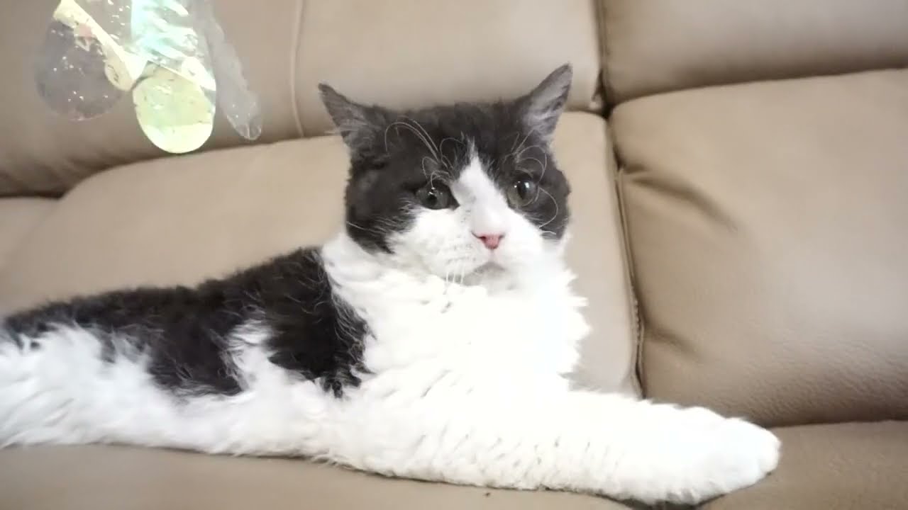 セルカークレックス子猫　2022.７.23産まれ　ブラック＆ホワイト　男の子　シーダキャット猫のお店