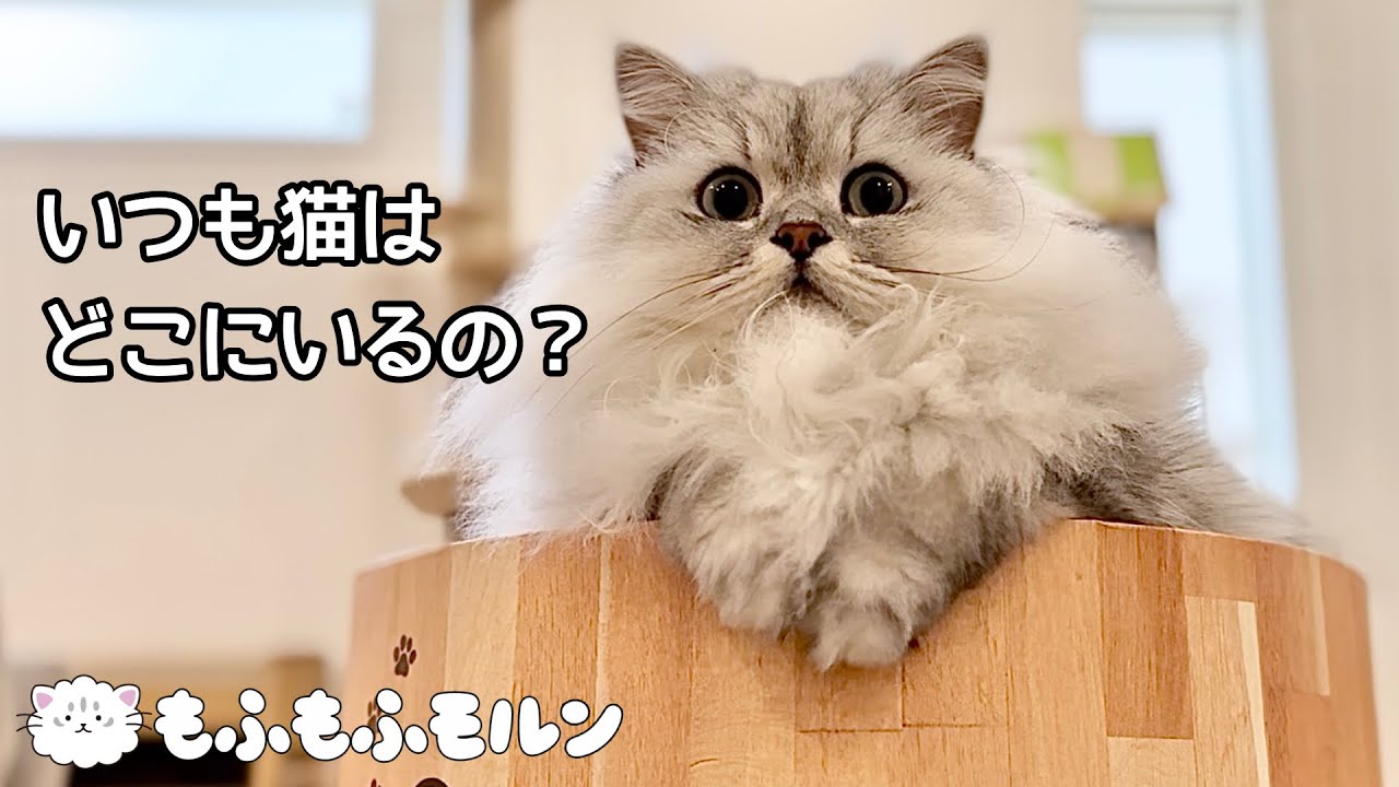 もふもふ猫が好きな場所ランキングTOP5 【サイベリアン】