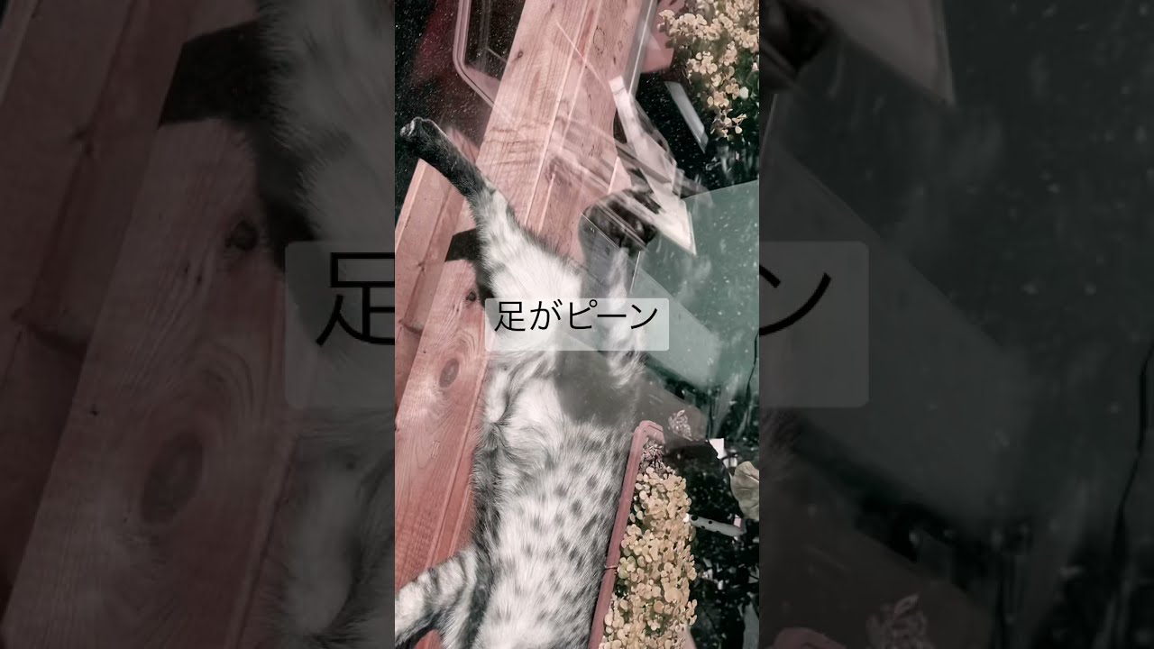足がピーンな寝方のニャン【エジプシャンマウ】