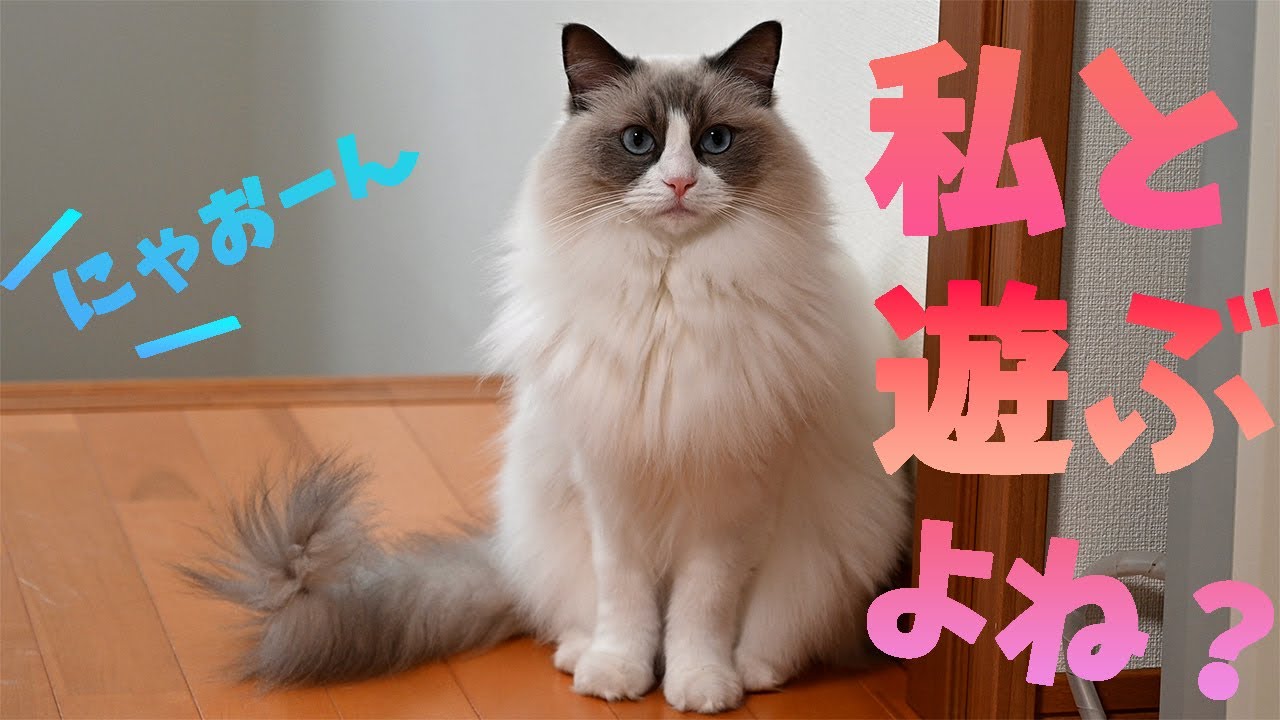 突然回転しだすラグドール！？トイレ掃除してとうにゃうにゃ飼い主を呼ぶメインクーン！サイベリアンはまだトイレの勉強中？