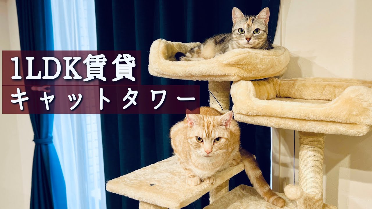 ボロボロになったキャットタワー 1LDK賃貸でも設置できるおしゃれな物へ新調【Vlog】