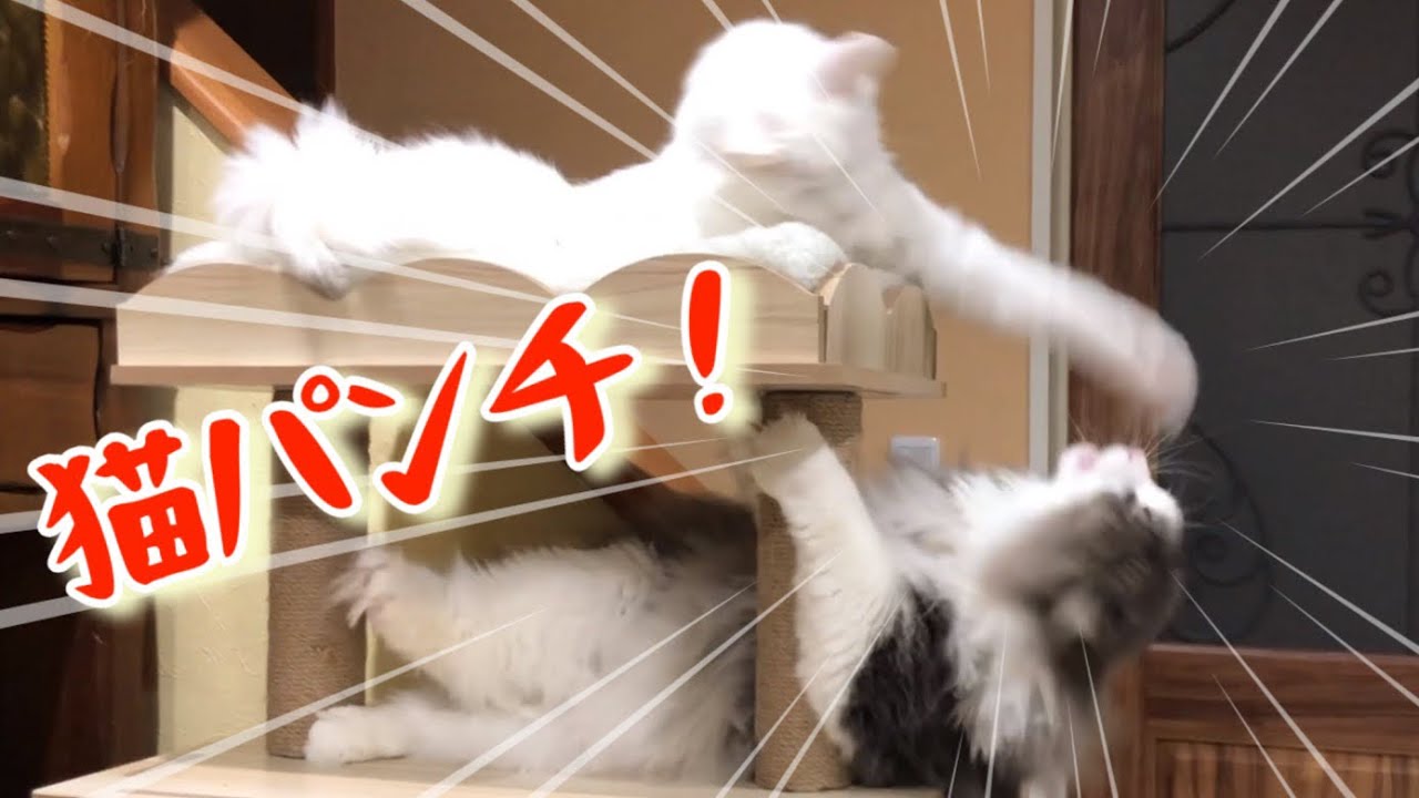 【猫パンチ‼︎】ノルウェージャンフォレストキャットとターキッシュアンゴラの猫パンチ合戦ww