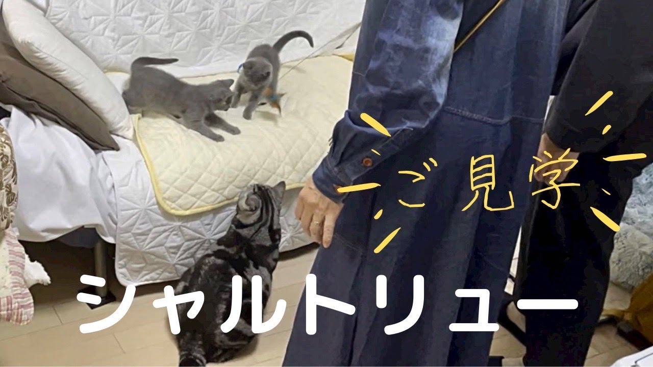 【キャッテリーにご見学】ブリーダーさん家にシャルトリュー子猫を見にお越しいただきました