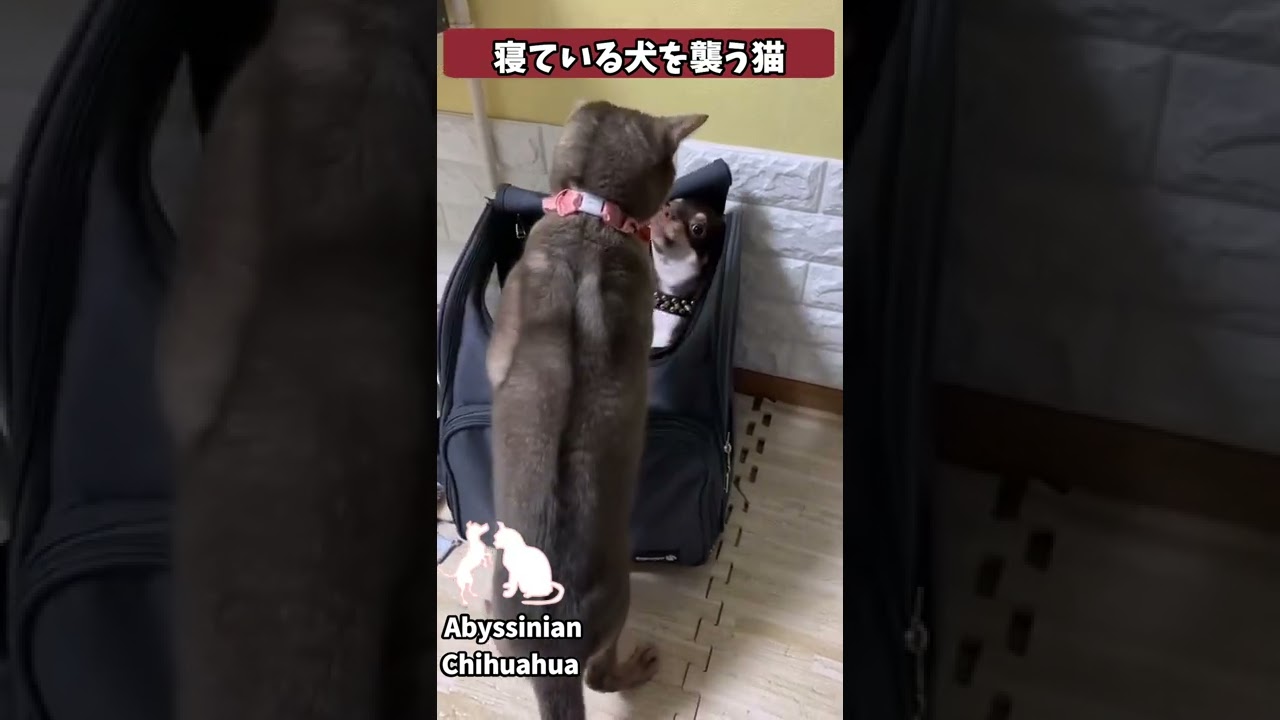(チワワ&アビシニアン) 寝ている犬を襲う猫 #shorts