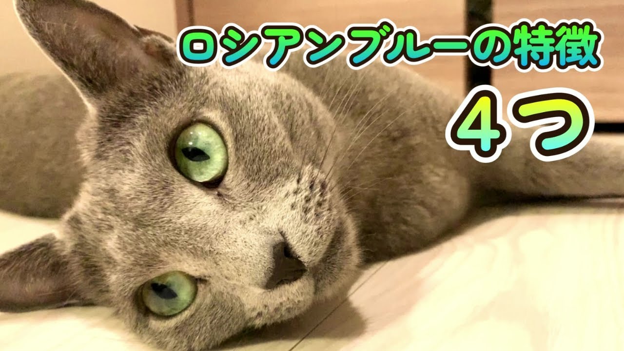 犬みたいな猫？ロシアンブルーの特徴４つ！　4 features of Russian Blue