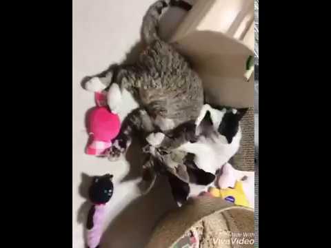 【ニュージーランド生まれのデボンレックスの男の子】