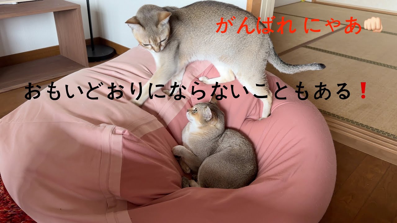 ただ、一緒に寝たいだけのにゃあなのに。【シンガプーラ】
