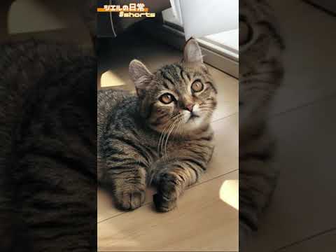 美しい写りのシエル君　/キンカロー　マンチカン×アメリカンカール　#Shorts