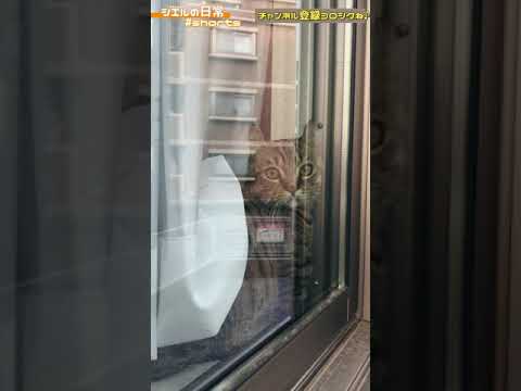 カワイイ子が見てると思ったらウチの子でした　/キンカロー　マンチカン×アメリカンカール　#Shorts