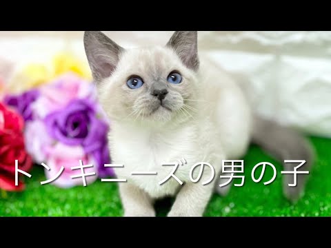 トンキニーズの子猫　（和歌山）