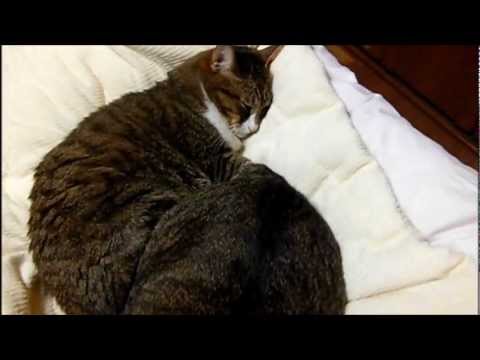 ボブテイル猫の逆襲のち仲直り - Cats battle then good friends