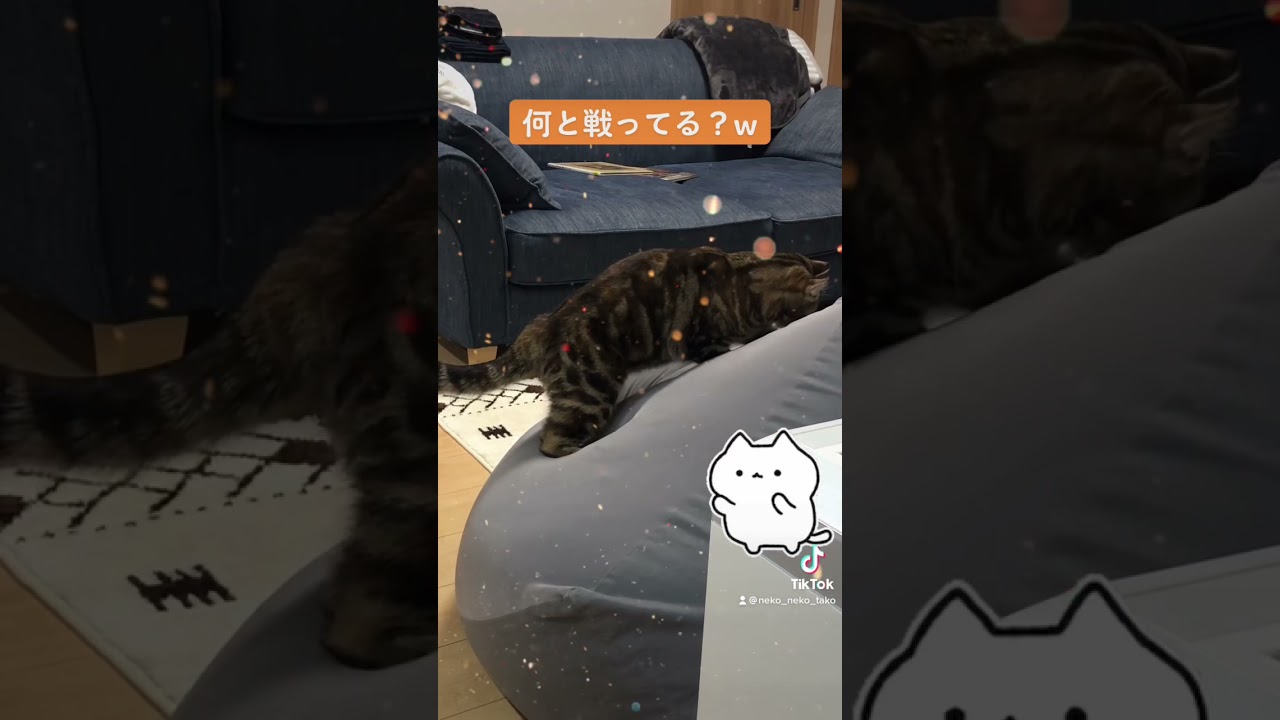 何かと戦ってる猫はこちらw🐱 #猫 #ねこ #アメリカンカール #アメリカンショートヘア #スコティッシュフォールド #三毛猫  #cat #American Curl #Scottish Fold