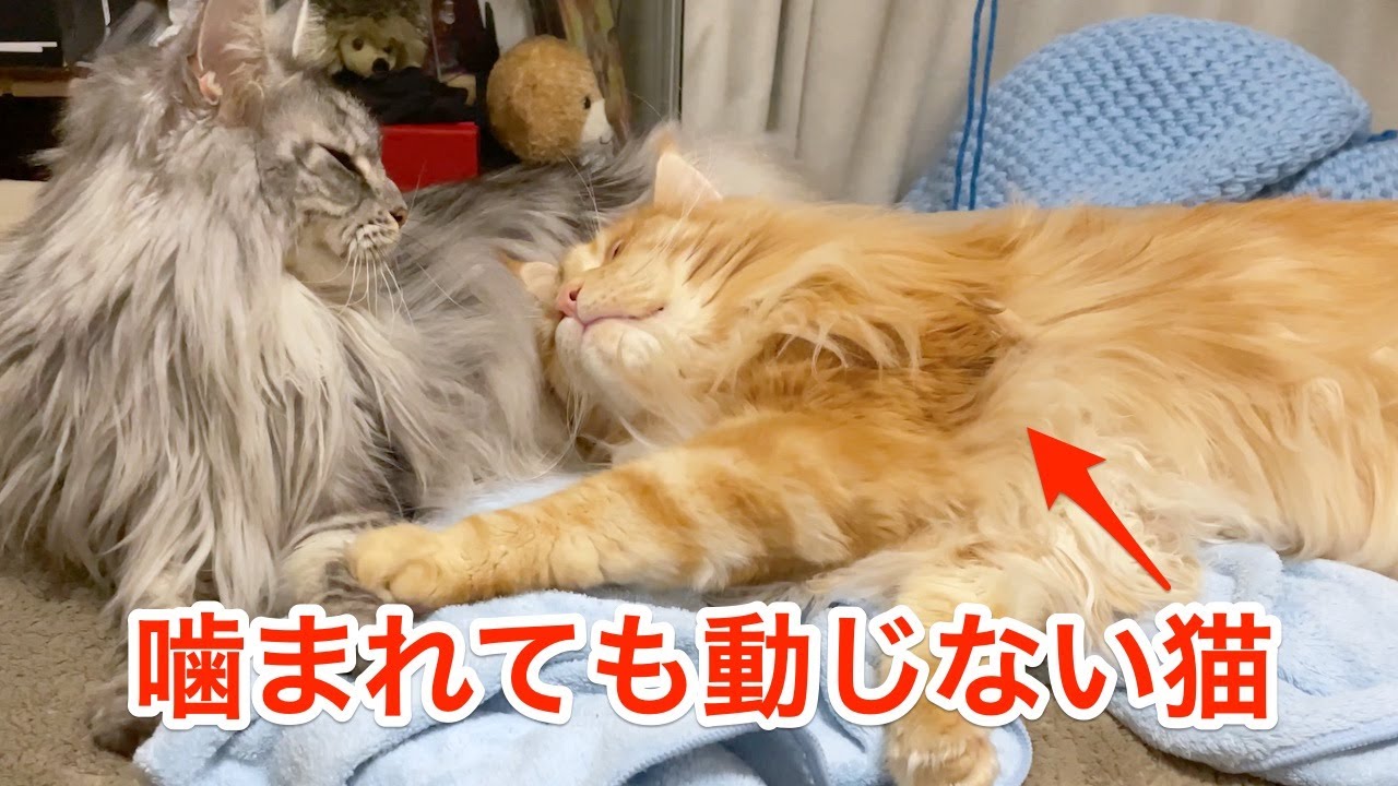 噛みつかれても気にしない猫【大きい猫 メインクーン】