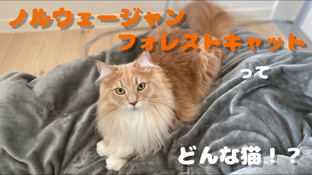 別名「森の妖精」ことノルウェージャンフォレストキャットってどんな猫！？