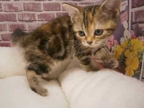 607841 アメリカンショートヘアー