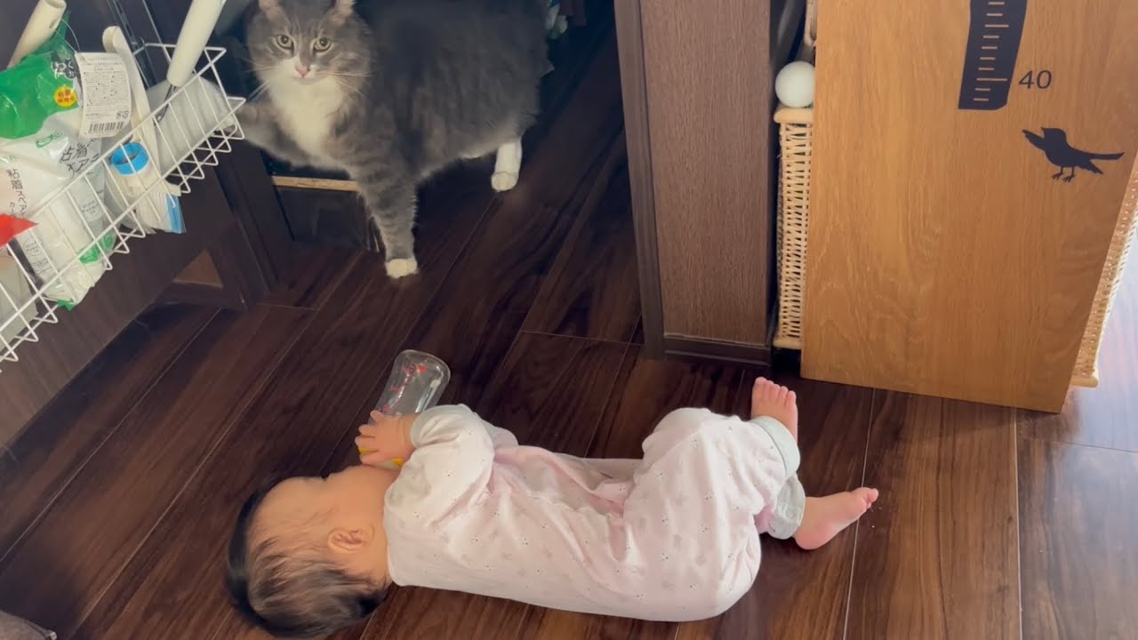 食事中、毎回赤ちゃんから覗かれるのでご飯が進まない猫　ラガマフィン　A cat who is worried about the baby and doesn't want to eat