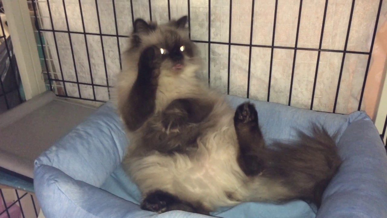 ヒマラヤンのしぇ〜