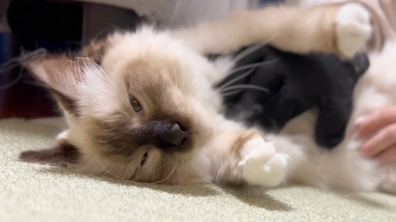 ”お腹触ってもええで"猫【バーマン】
