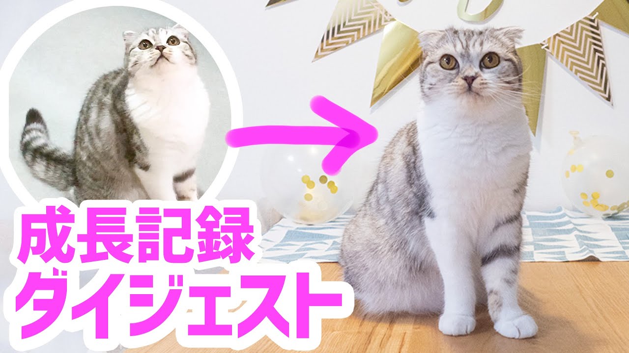 祝1歳！愛猫ぐうの成長記録ダイジェスト［スコティッシュフォールド・ぐう］