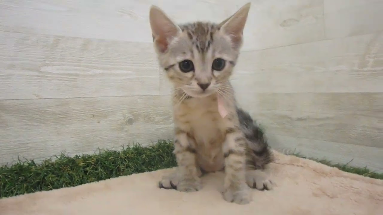 Coo&RIKU　No00569040 エジプシャンマウ